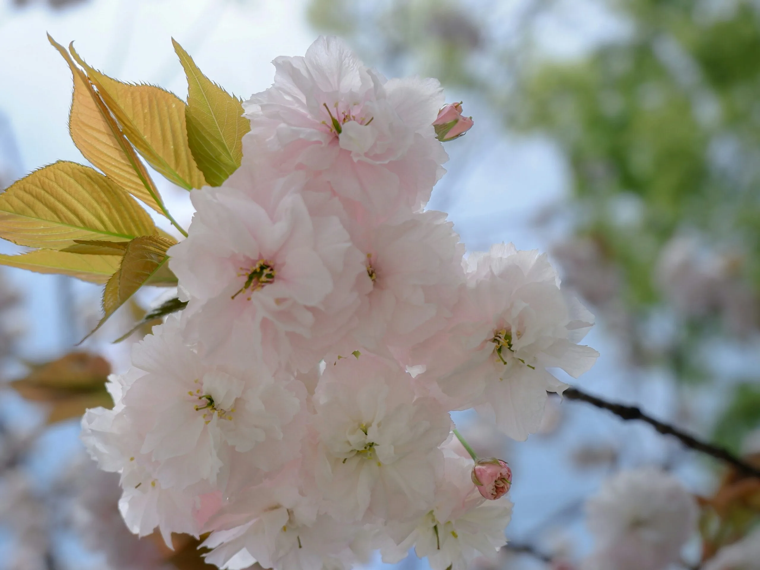 Lire la suite à propos de l’article Mochi glacé fleur de cerisier